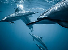 竞技宝- 骑士米切尔狂砍五十分，刷新队史单场得分纪录  